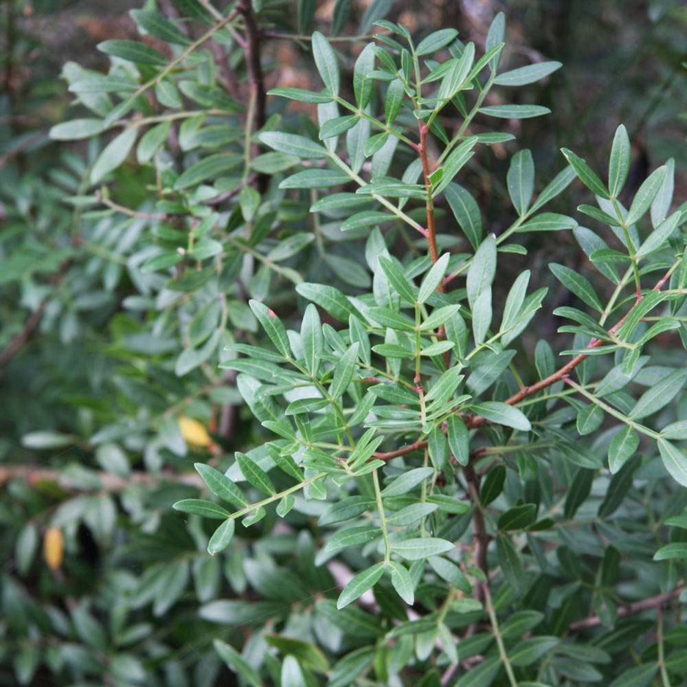 Mastix ganz (Lebensmittelqualität)