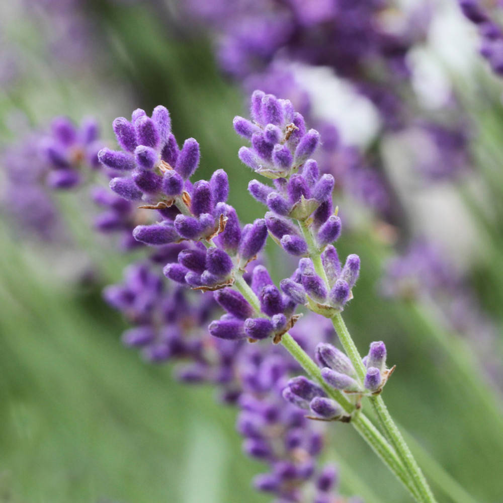 Lavendel Hochland Superior Bio ätherisches Öl