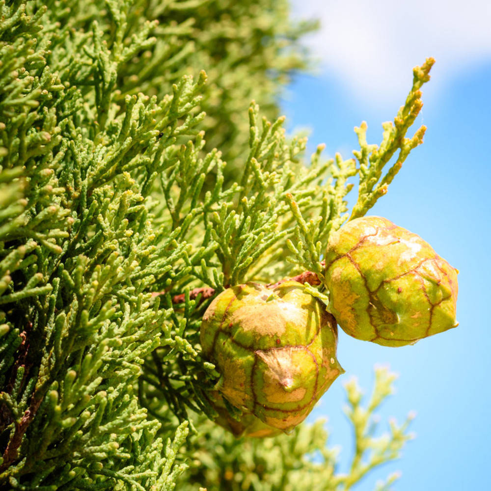 Zypresse ätherisches Öl Bio
