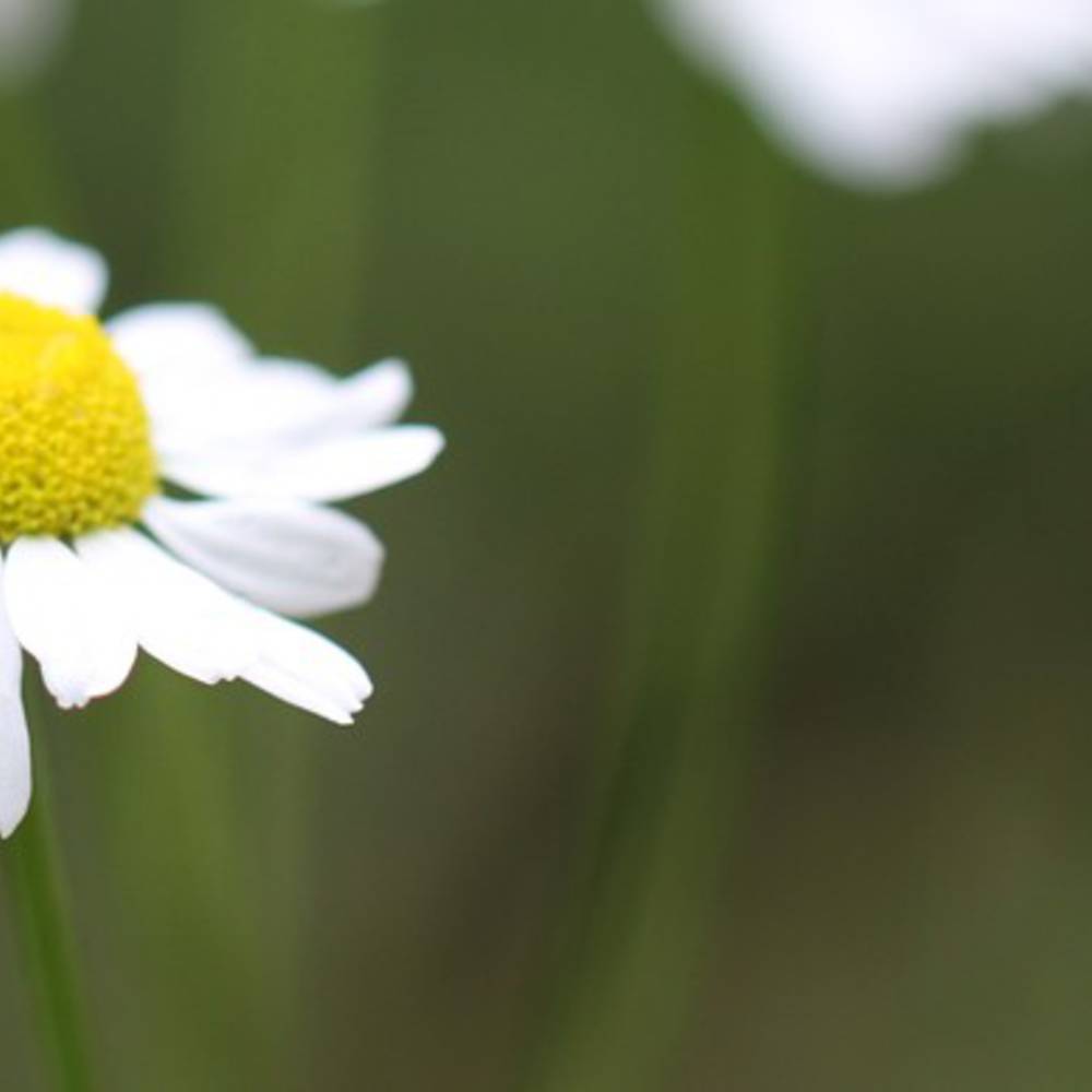 Kamillenblüten Tee Bio
