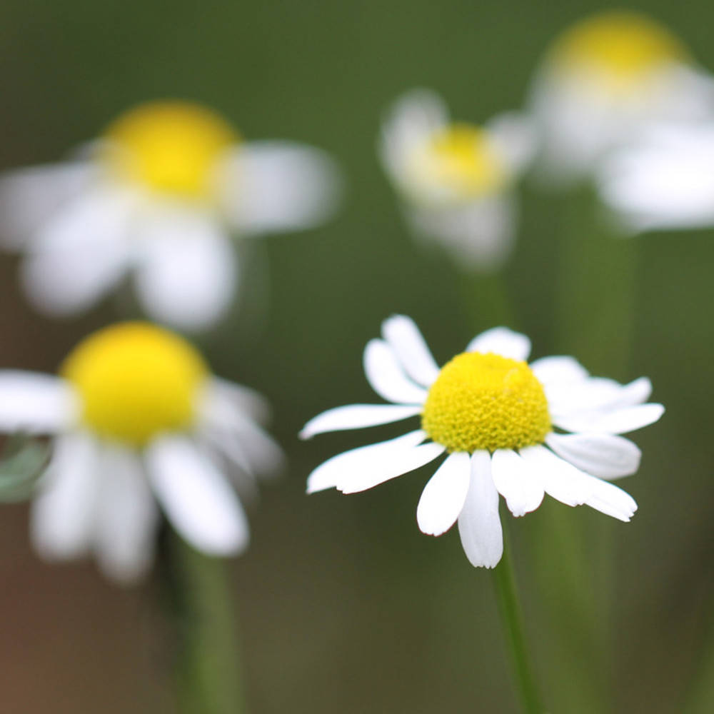 Kamillenblüten Tee Bio