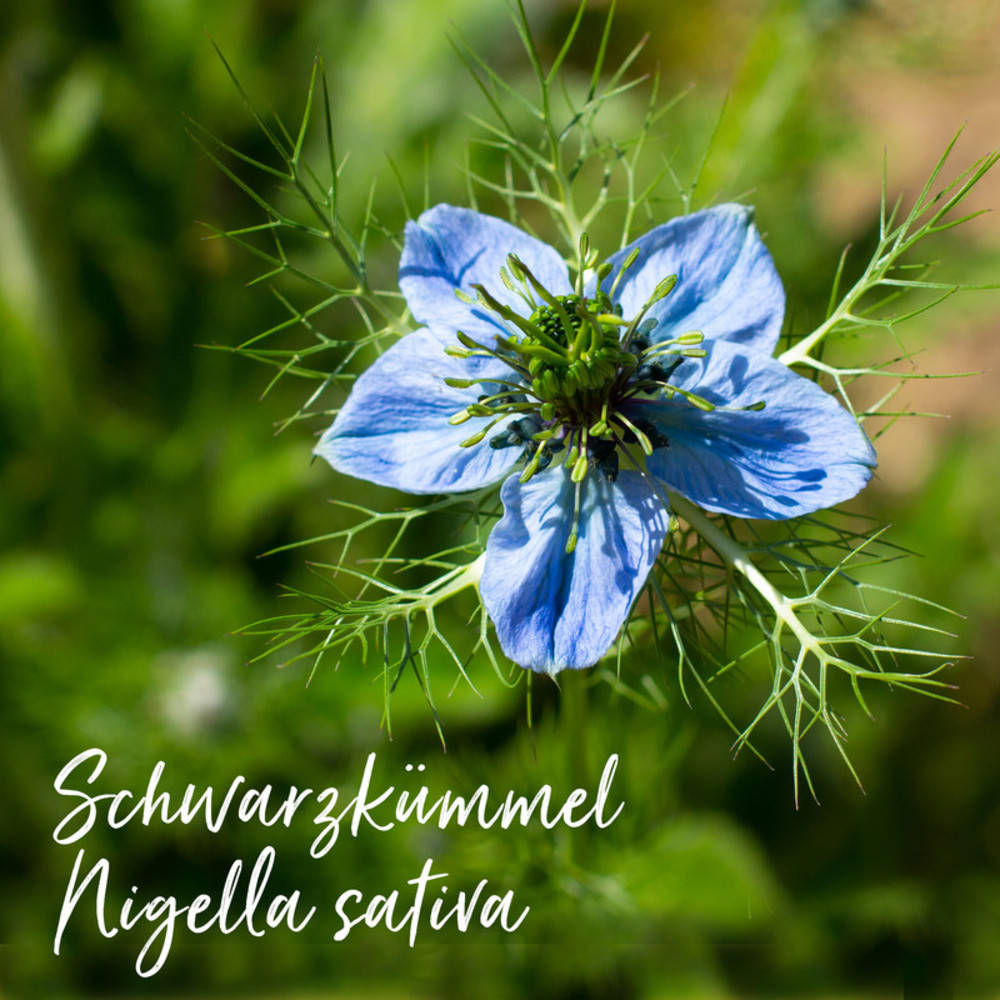 Schwarzkümmelöl Salbe