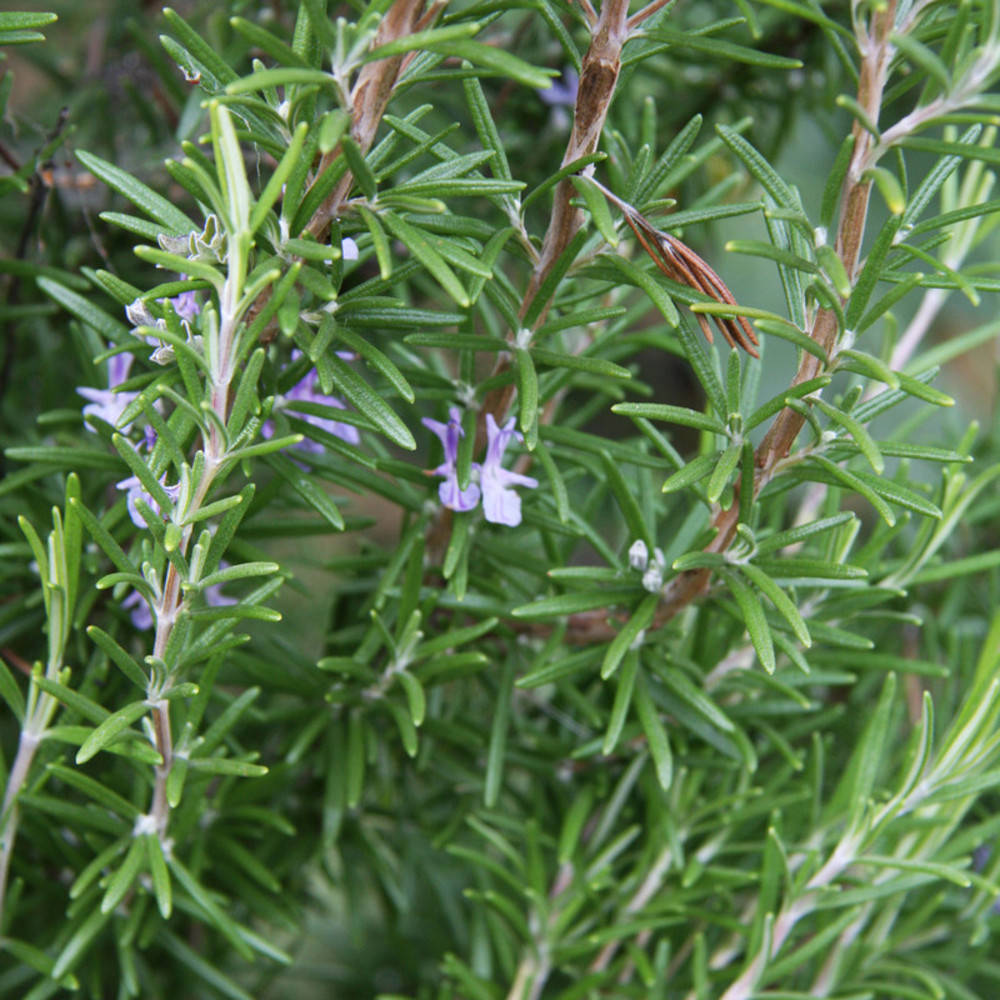 Rosmarin CT Verbenon ätherisches Öl Bio