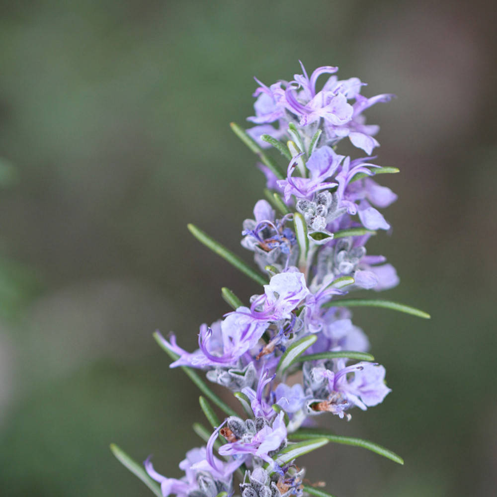 Rosmarin CT Verbenon ätherisches Öl Bio