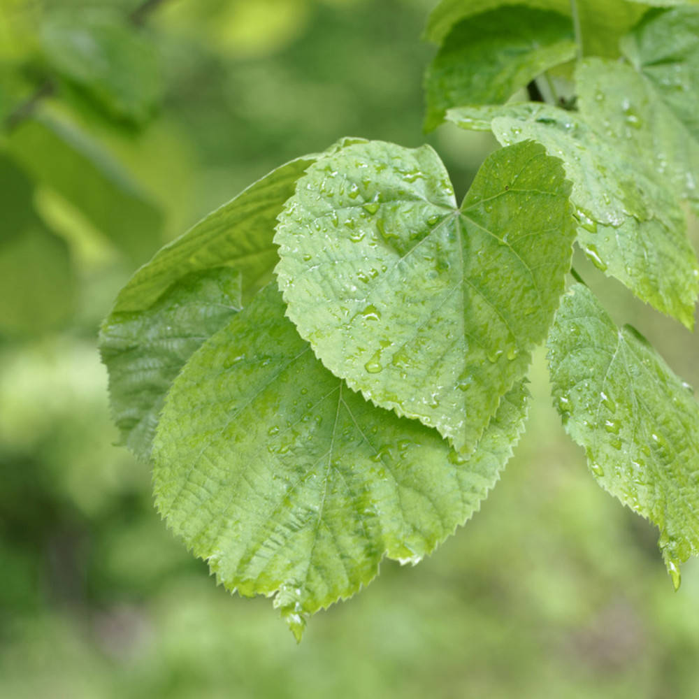 Silberlinde Glycerin Mazerat Spray Bio