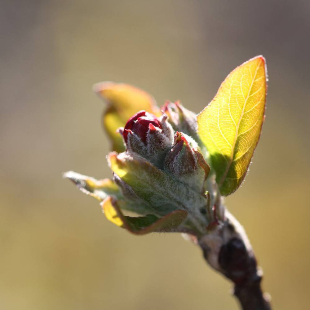 Apfel Glycerin Mazerat Spray Bio