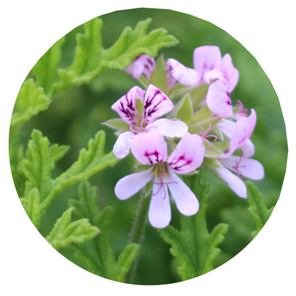 Rosengeranium Bio ätherisches Öl