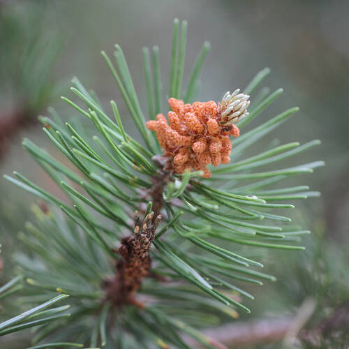 Legföhre (Pinus mugo)