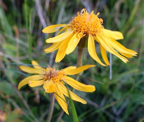 Arnica montana